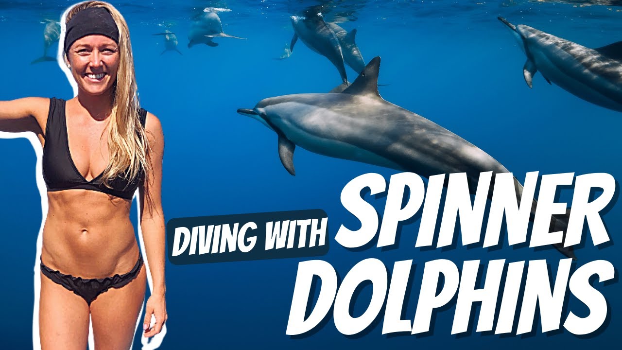 Scuba Diving With Wild Dolphins | Honaunau Bay, Kona, Hawaii | Hawaiian Spinner Dolphins