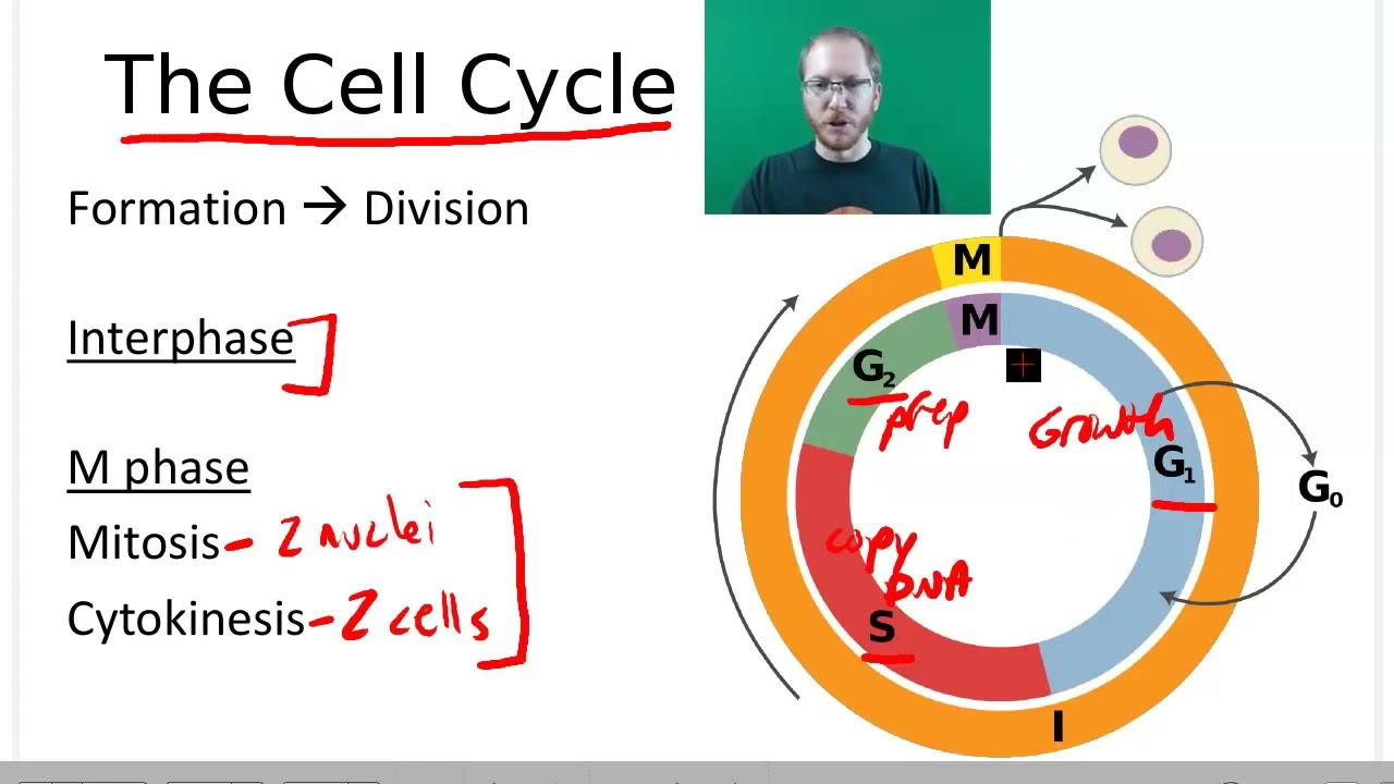 AP Bio: Cell Reproduction - Part 1