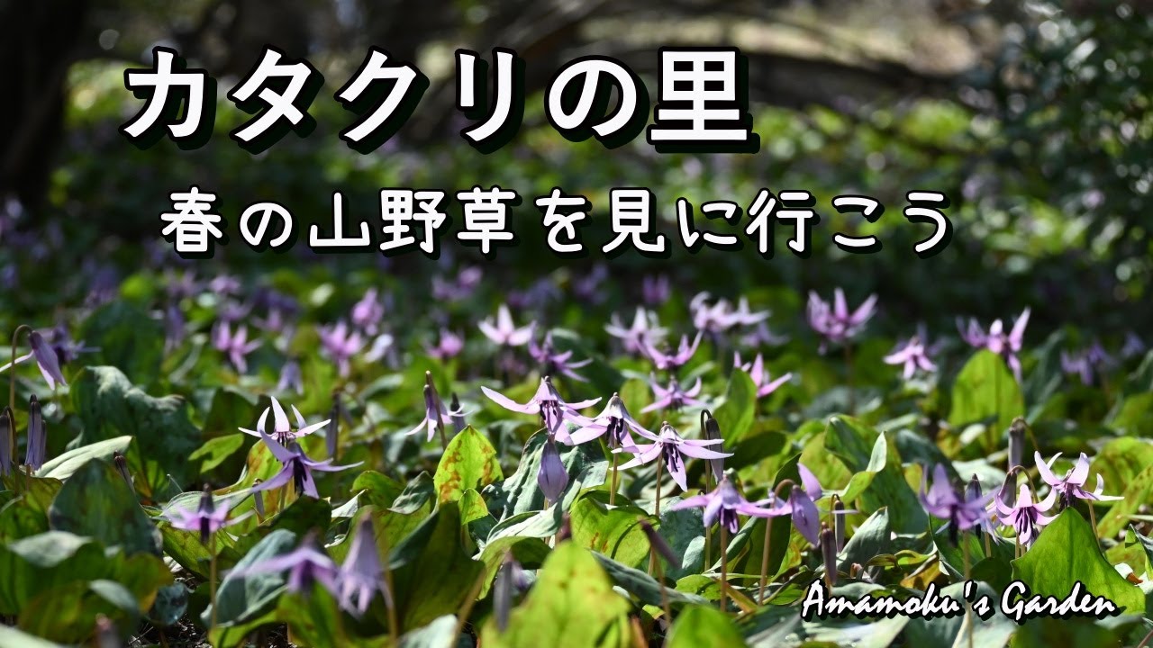 4K 春の山野草を見に行こう【カタクリの花】城山カタクリの里/雪割草/菊咲イチゲ/アカヤシオツツジ/桜いろいろ/