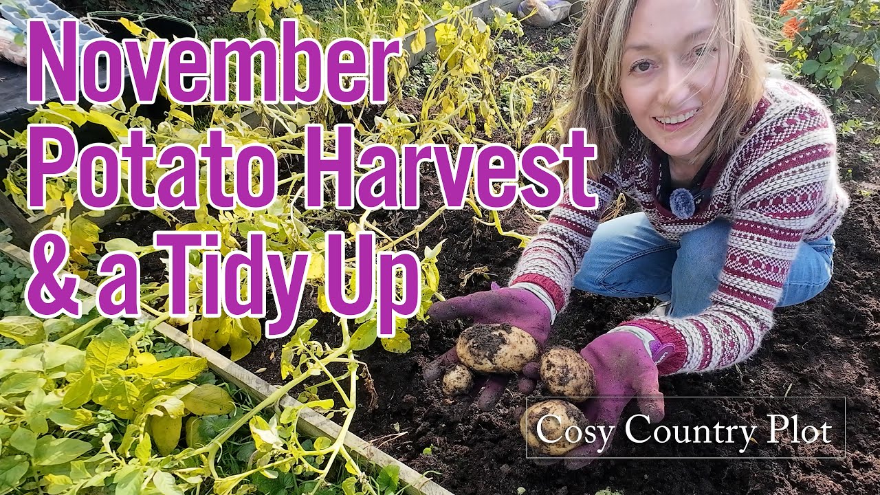 November Potato Harvest & a Tidy Up | UK Allotment Gardening