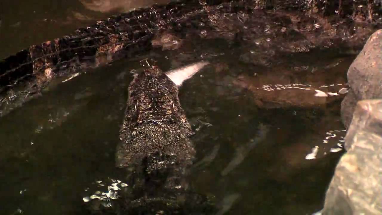 Chinese Alligator Feeding-Cincinnati Zoo