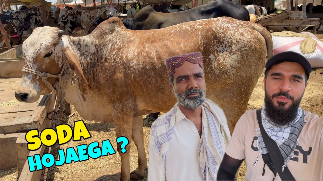 Kitne janwaron ka soda hoga aaj ? 🐂😳