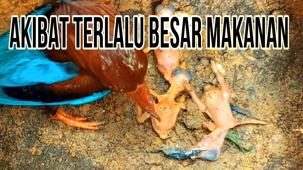 MAKAN PERTAMA BIKIN ANAK TANGKEK TERSIKSA