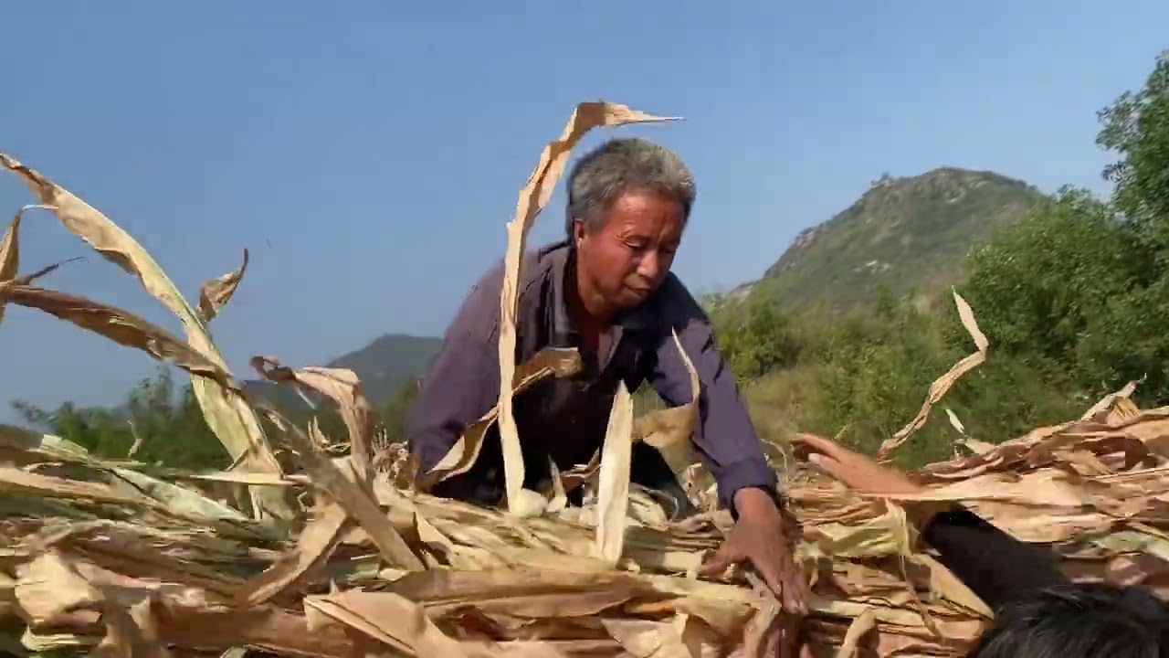 爸妈清晨去大山拉草料，不善言辞但却踏实苦干，为了生活努力拼博 #农忙秋收 #我的乡村生活 #乡野田间 #惬意时光 #回家干农活