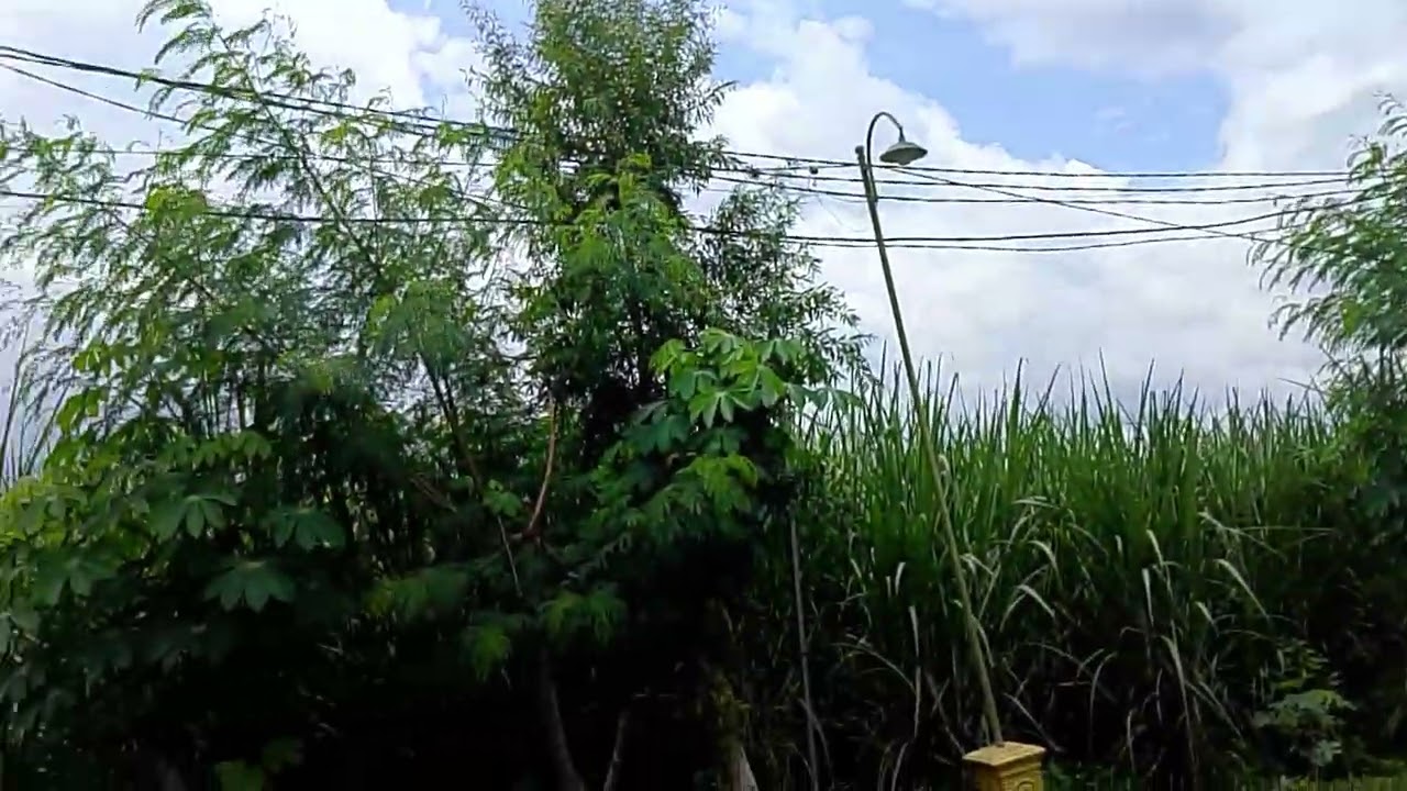 Suasana siang hari di perkampungan #kampung #kampungsepi #pemandanganalam #sejuk #damai#desa#sawah