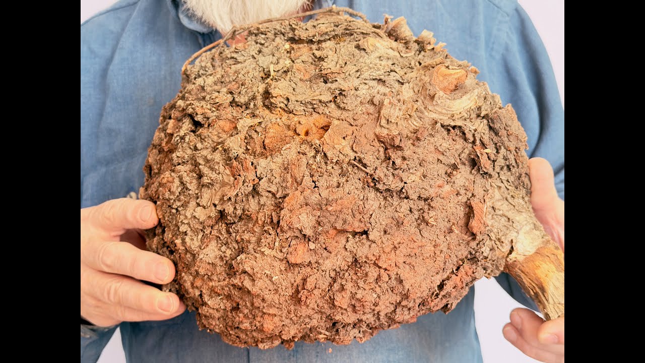 Pure Birch Magic Turning a 12” Burl into a 3” Shallow Dish