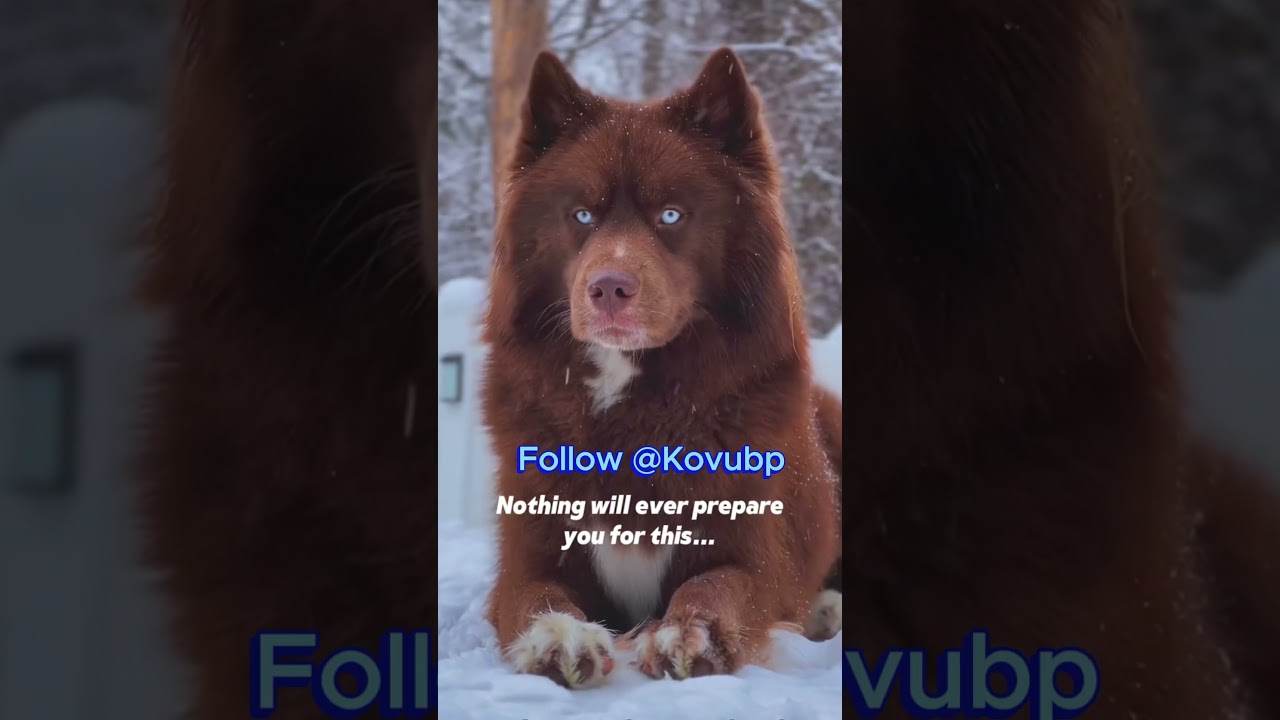 The most beautiful Red Siberian Husky! 😍 follow @kovubp #husky #redhusky #allthingshusky