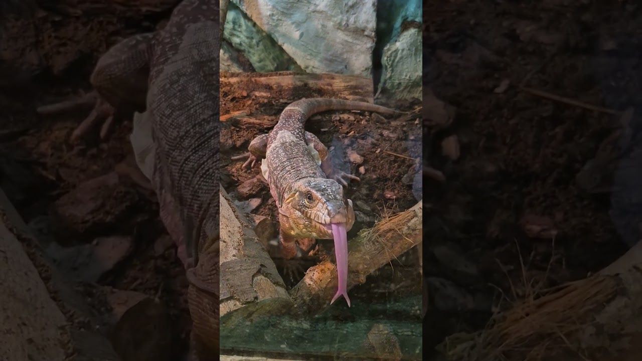 red tegu-teju r&oacute;żowy#teju #tegu#animals #reptiles #lizard #cute