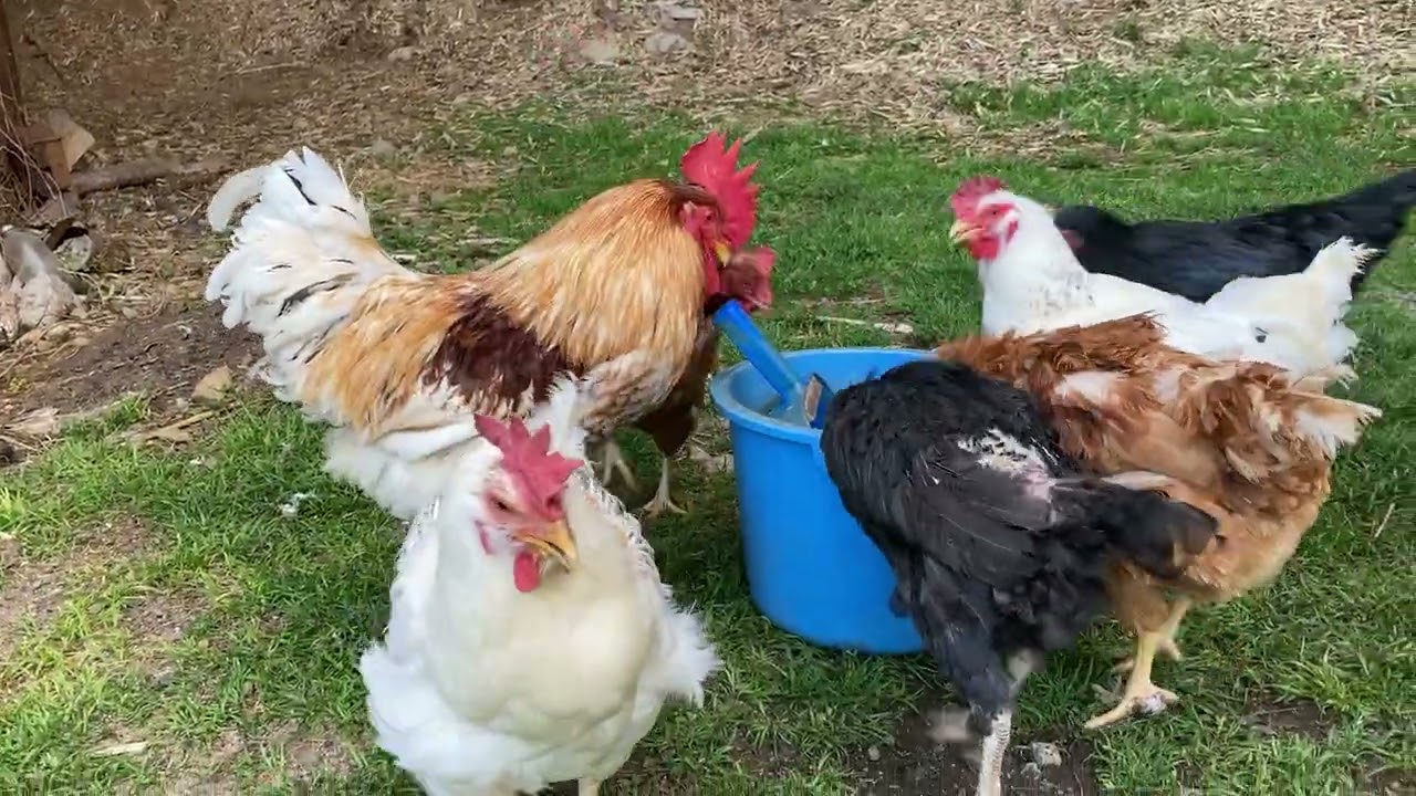 朝、野鳥の声が心地よい。