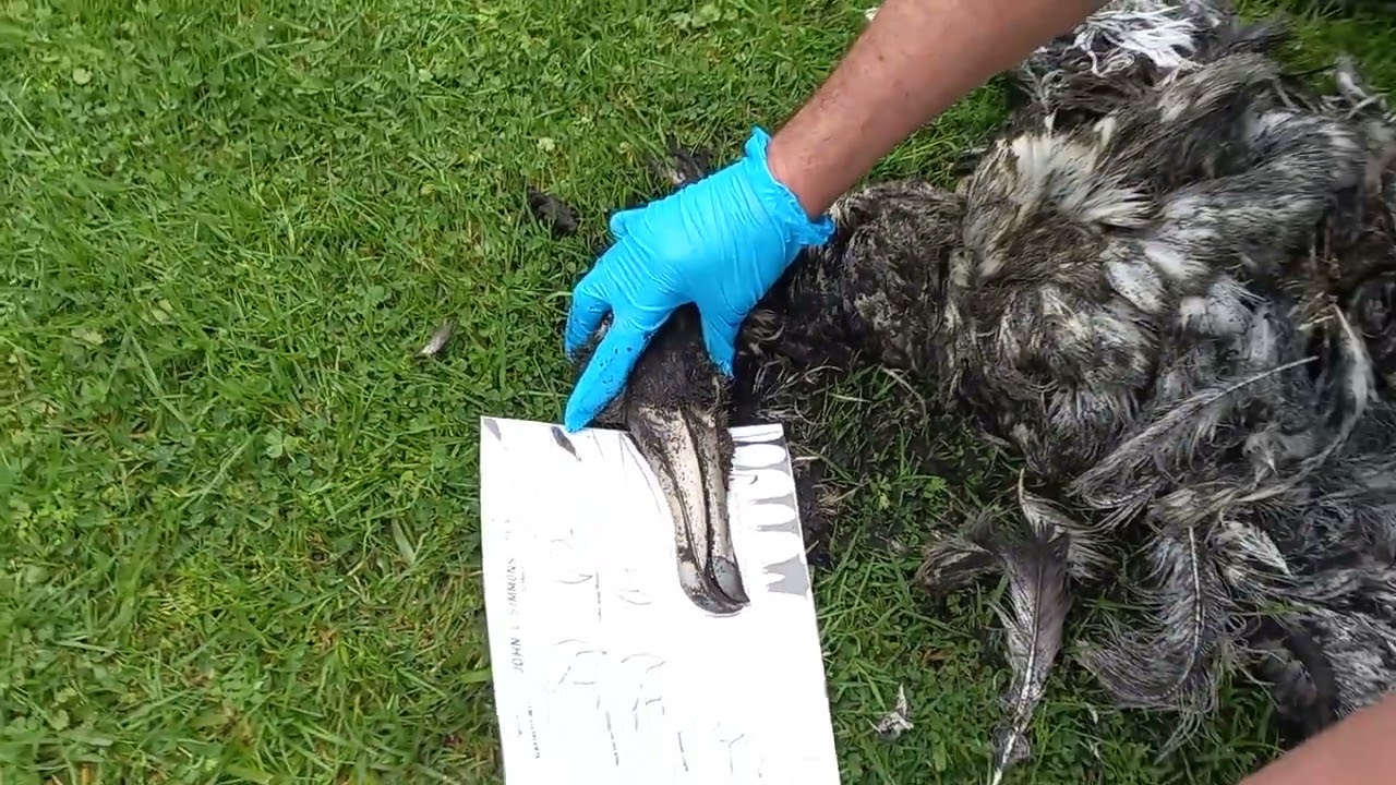 Identifying an albatross