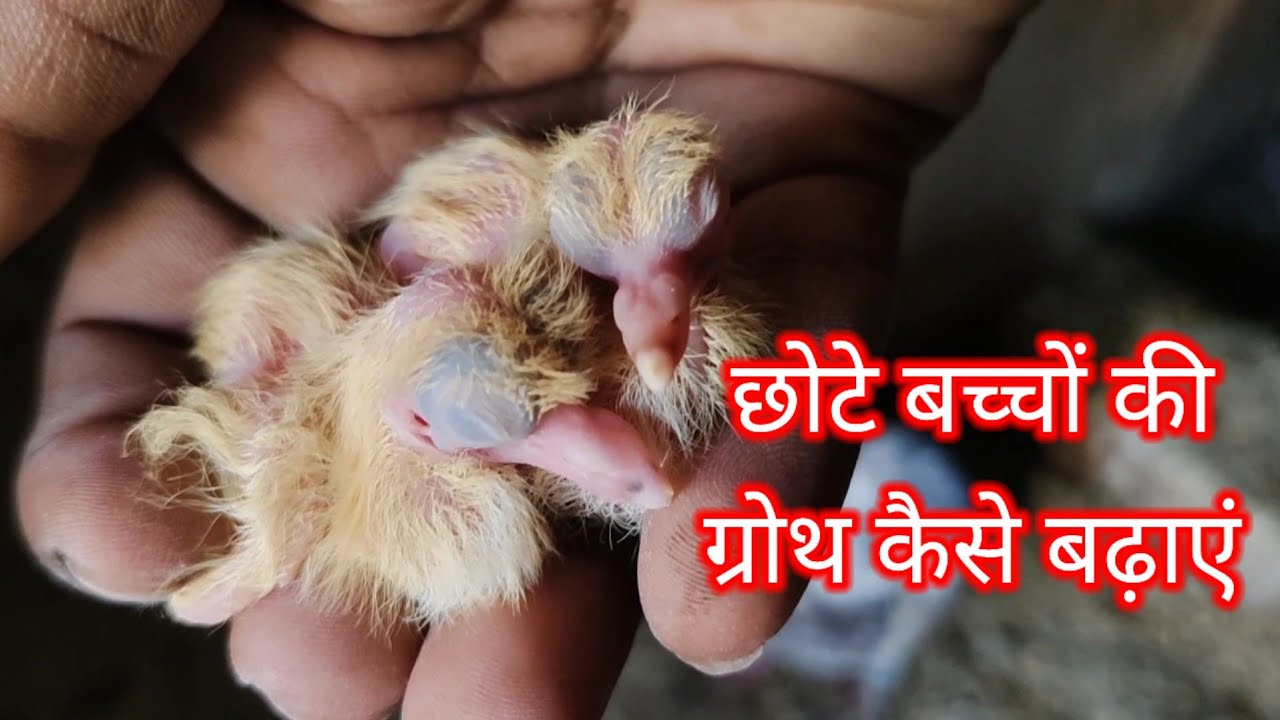 Chhote bacchon ki growth kaise badhae #fullvideo#kabutar