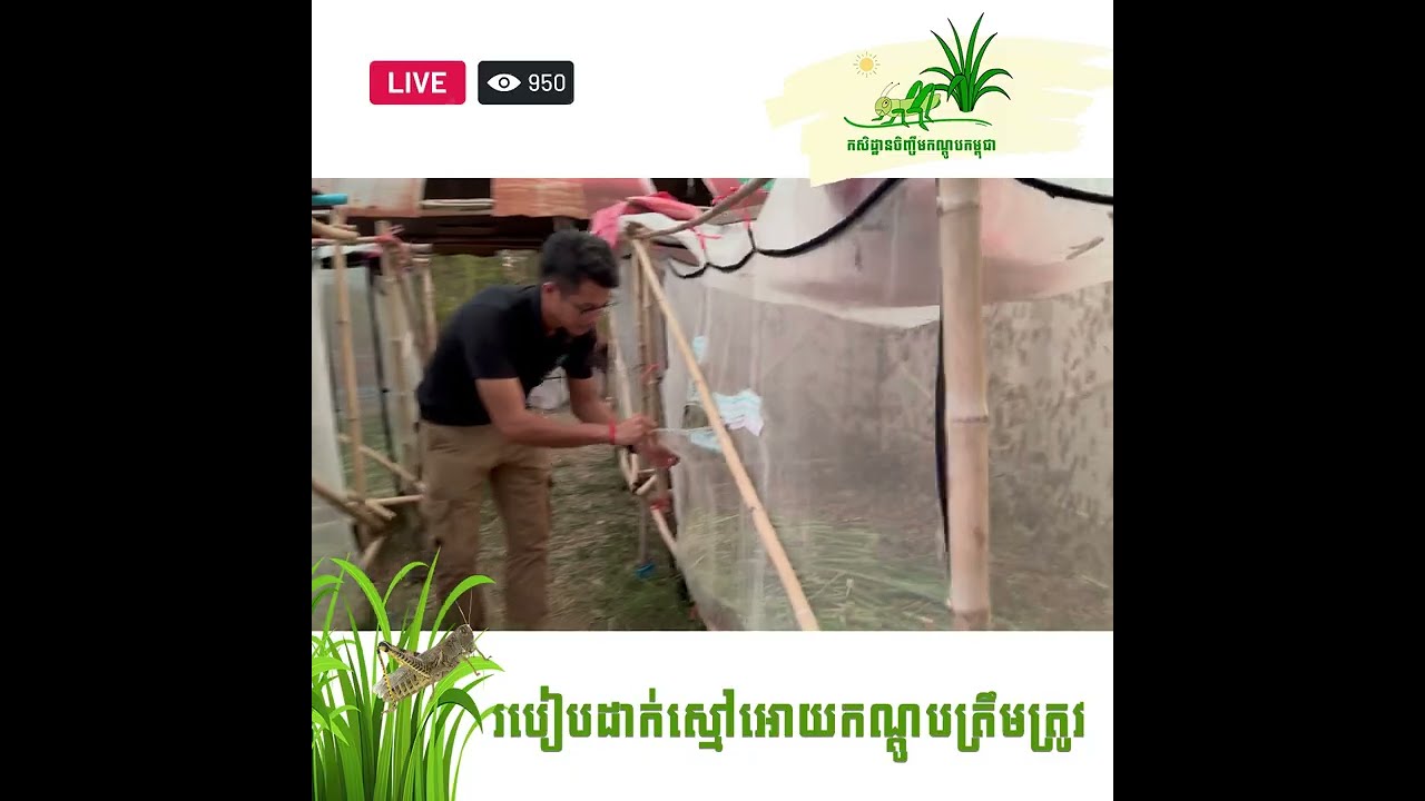 ការដាក់ស្មៅកណ្ដូបត្រឹមត្រូវ ចែរំលែកបទពិសោធន៍🌱🌾