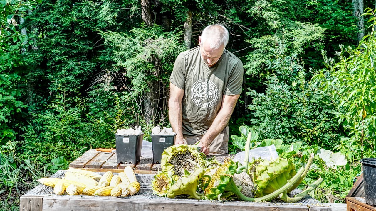 Homegrown Chicken Feed | Growing, Harvesting and Curing Corn, Sunflower, Garlic and Barley