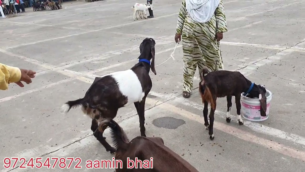 SACHIN BAKRA MANDI I SURAT BEST MANDI