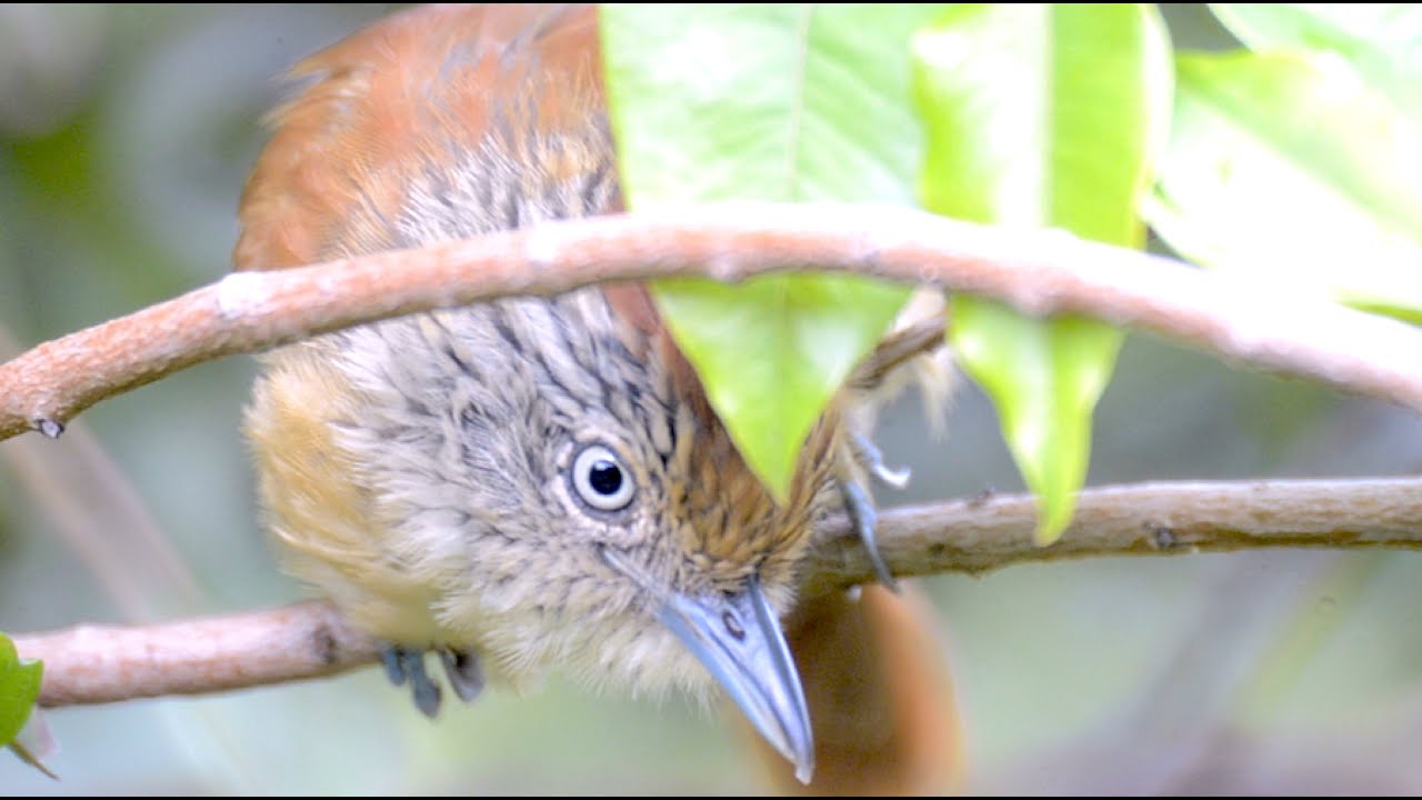 P&aacute;ssaro Choca barrada f&ecirc;mea close up. Barred antshrike bird close up.  Thamnophilus doliatus.