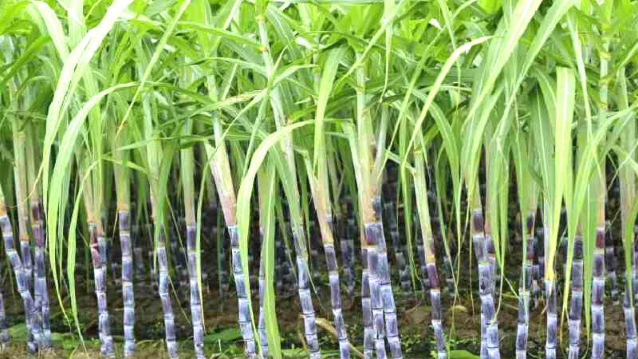 Sugarcane farmers protest over weak policies in the sector