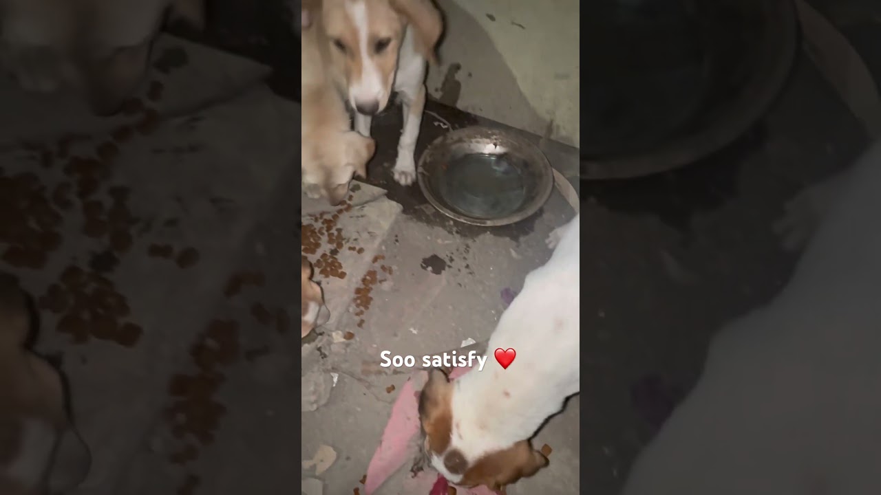 #lovedogs #trendingreels #viralreels #savestreetdogs #cuteanimal #streetdog #pets #vlog #youtube