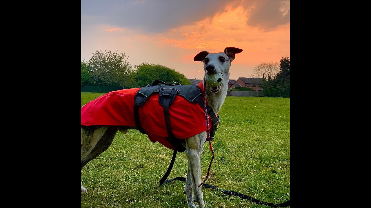 Morning Whippet Time