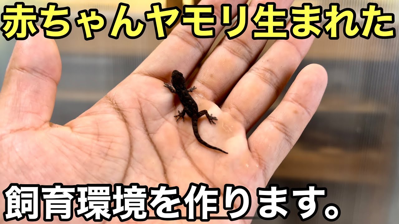 赤ちゃんヤモリが生まれました。飼育環境作ります【爬虫類】