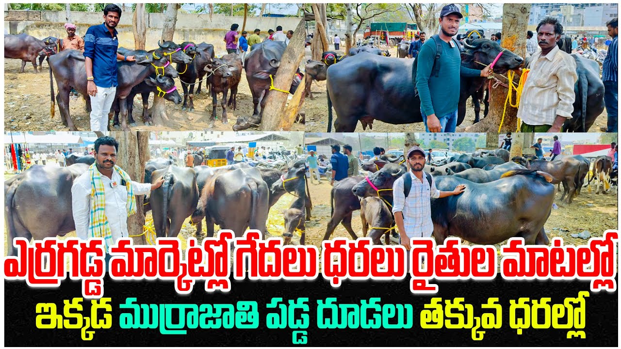 ఈ వారం ఎర్రగడ్డ పశువుల సంతలో.. | Erragadda Buffalo Market |Murrah Buffalo's For Sale |Kiran TV Rythu