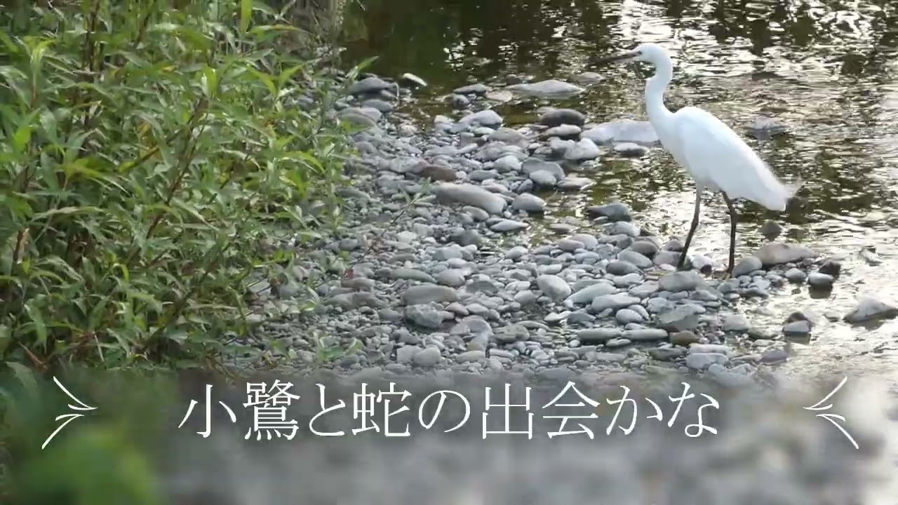 野鳥　コサギ　　「さよなら」と蛇を見送る小鷺かな