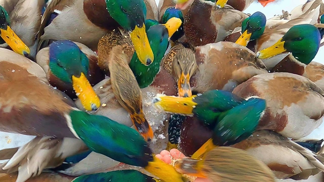 Second to Last Arctic Duck Hand Feeding of the Winter [4K] Mallard Ducks
