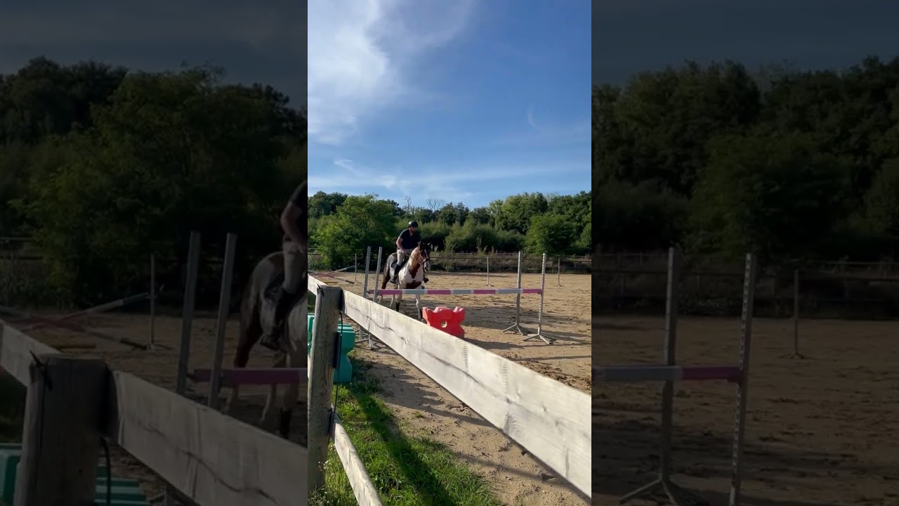 Cheval à vendre - Hongre 3 ans - equirodi.com