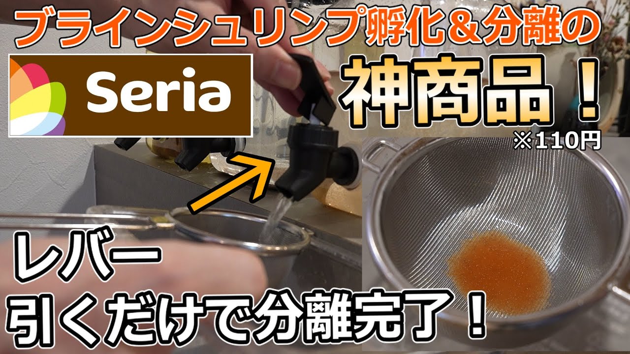 【稚魚の餌】ワンタッチで分離！超簡単にブラインシュリンプを沸かせる容器がセリアにありましたわ...【アクアリウム】