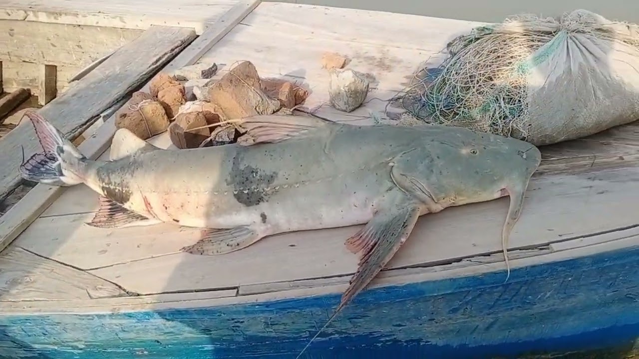 foji khaga #greatfishing #bigfish #darya e sindh #indusriver