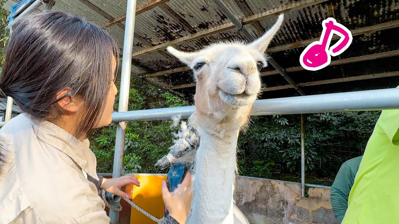 すっかり夏仕様に！ラマの毛刈りをしたら可愛い表情がたくさん撮れました！