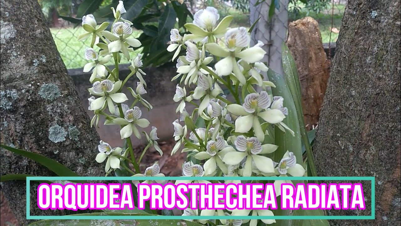 APRENDE LOS CUIDADOS DE LA ORQUÍDEA PROSTHECHEA RADIATA Y COCHOLATA