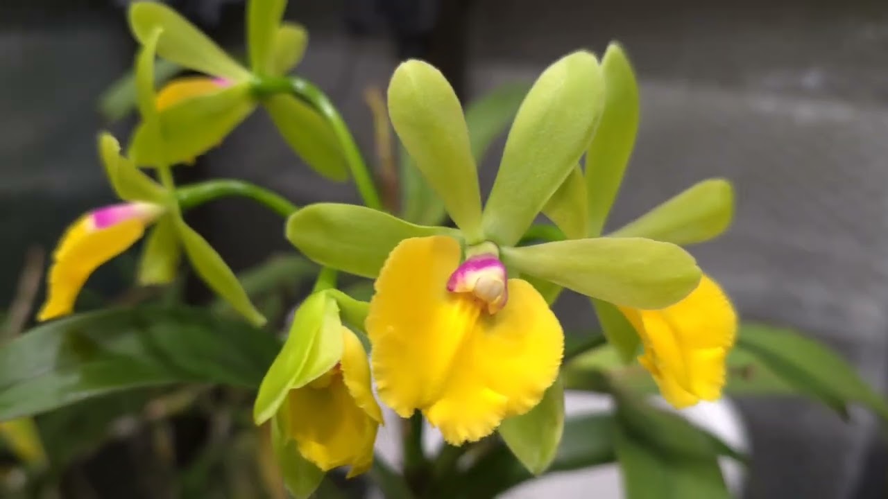 #Epicattleya René Marqués #orchid 
