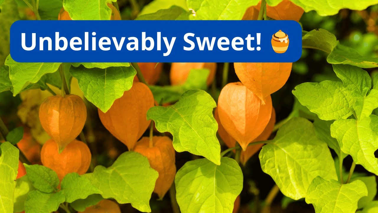 The Fruit You’ll Fall in Love With From the First Harvest! ❤️