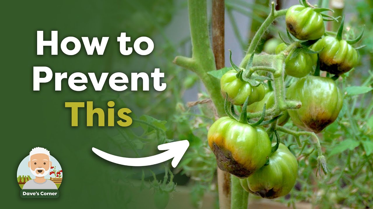 How to Prevent Blossom End Rot