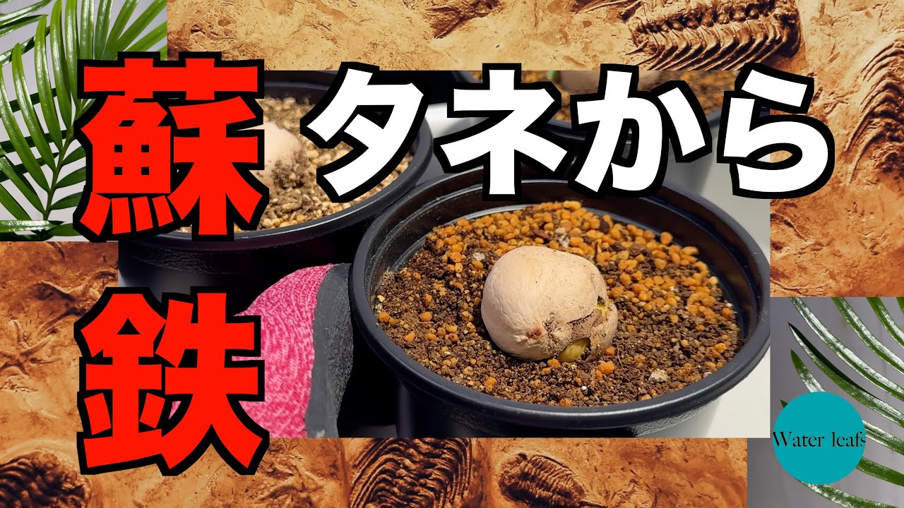 【タネから蘇鉄】ソテツのタネまき