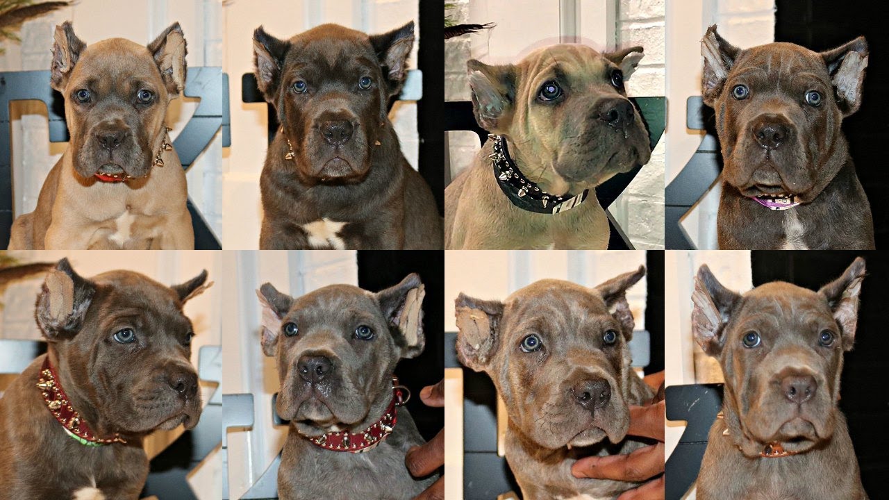 17 cane corso puppies | our import litter plus our 6 week old pups