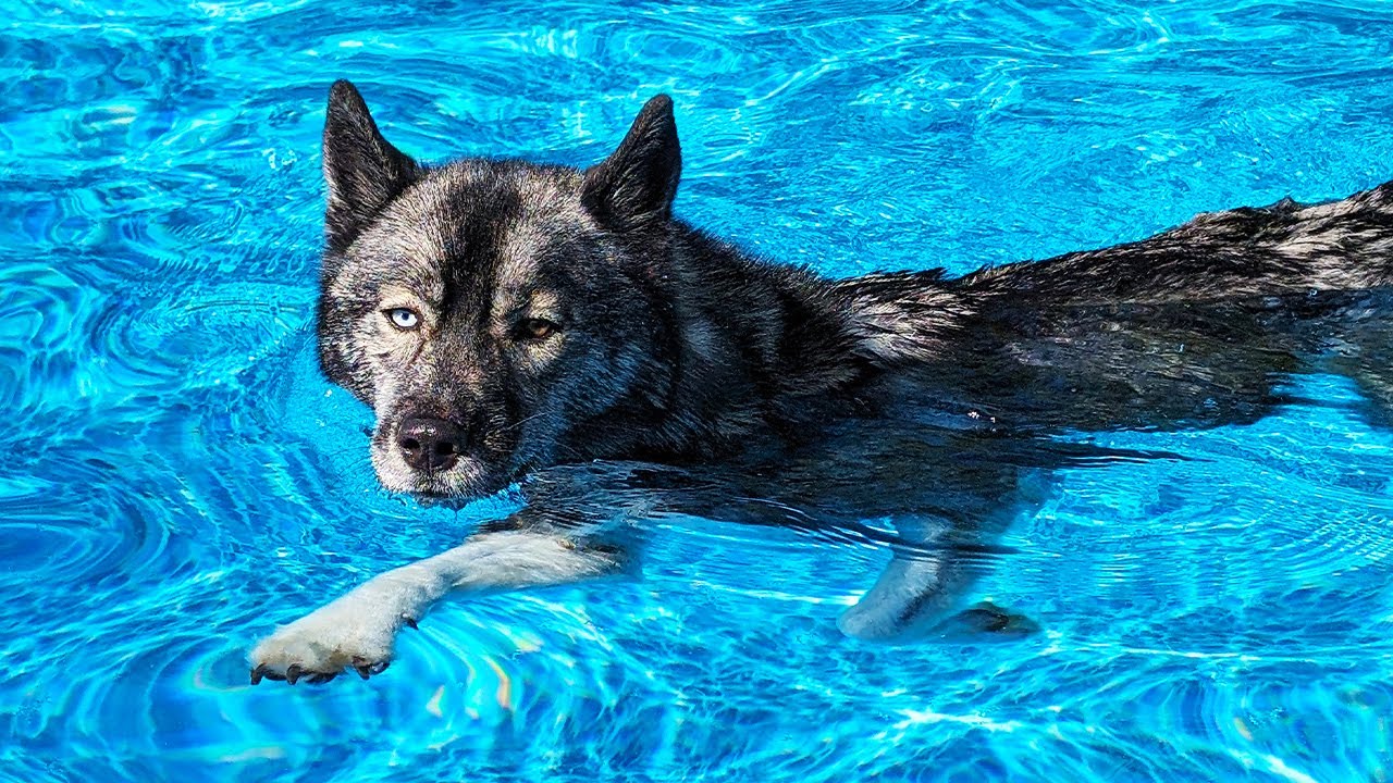 My Husky JUMPS Into the BIG Pool! The Pool is Back!