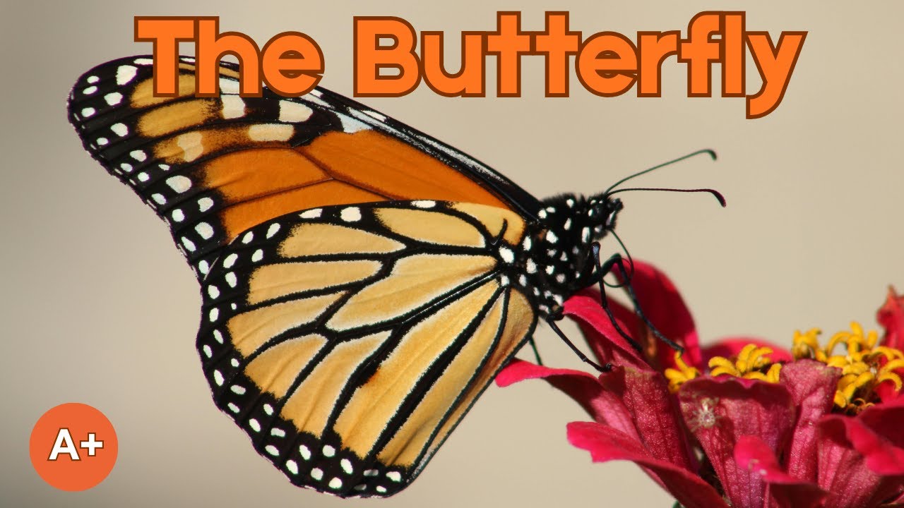 Butterflies for Kids | Life Cycle, Habitat, and Fun Facts