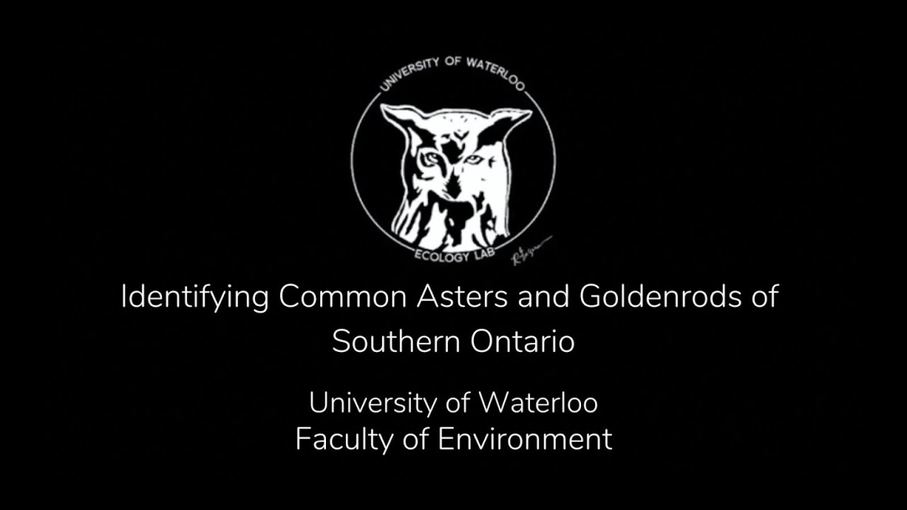 Identifying Asters and Goldenrods of Southern Ontario