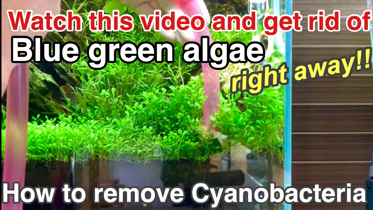 A basic guide on how to remove Cyanobacteria (Blue green algae,slime) planted aquarium,ADA,beginners