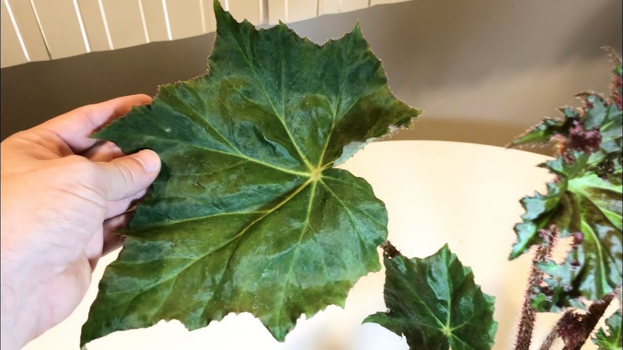 Large Growing Rhizomatous Begonias - Amazing Houseplants!