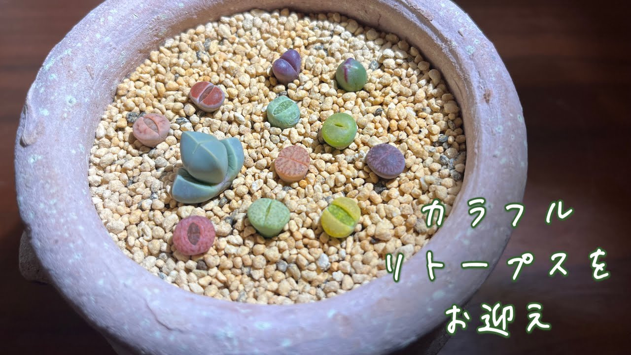【多肉植物 リトープス】カラフルリトープスを植える🌱開封〜植え付け〜水やりまで #リトープス #植え替え lithops succulent plants