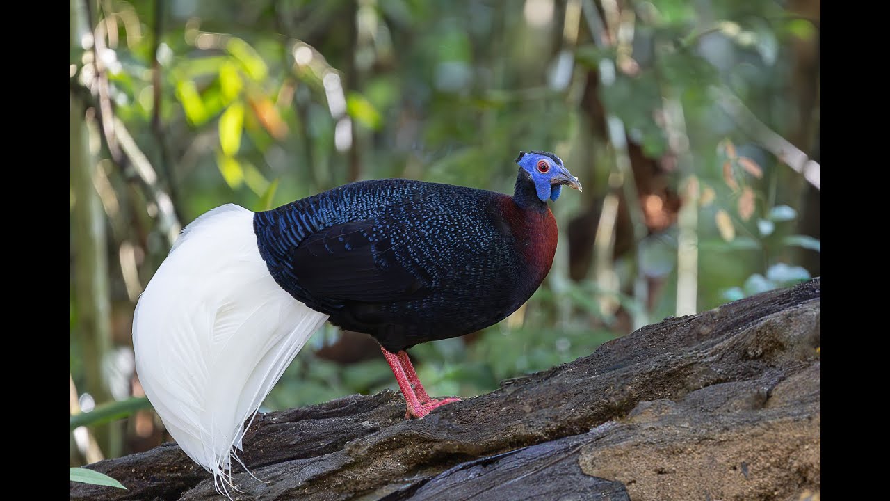 Trusmadi Birding Hide, Sabah, Borneo