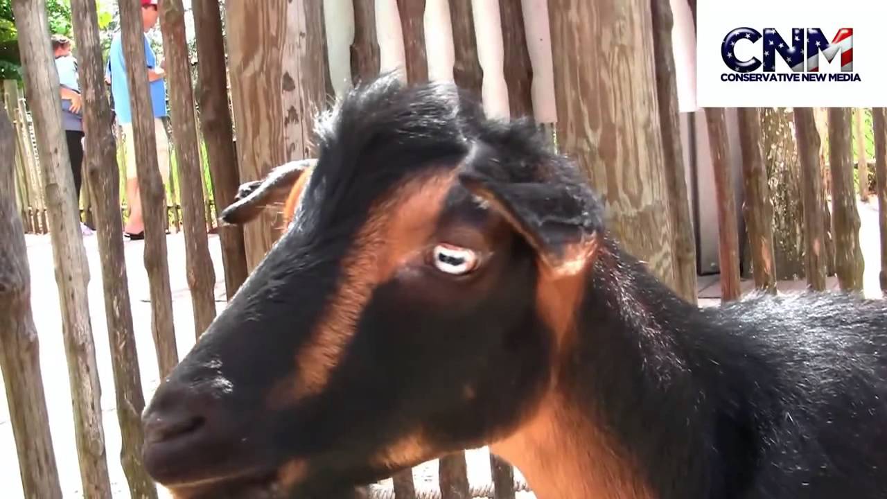 Oberhasli Goat in 1080P HD by John D Villarreal