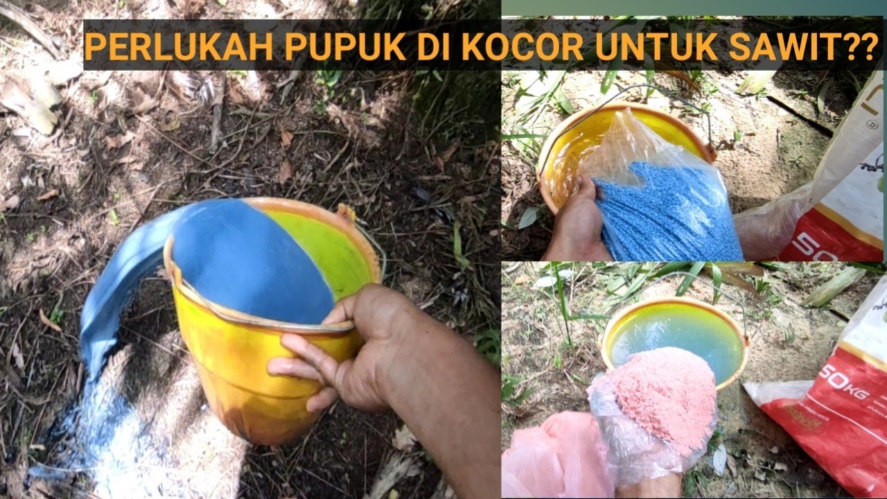 PEMUPUKAN SAWIT DENGAN CARA DI KOCOR..??