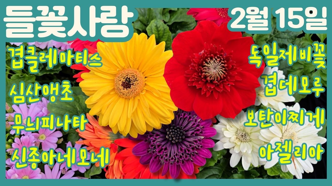 🌸들꽃사랑 2월15일 #겹클레마티스 #심산앵초 #독일제비꽃 #캘리포니아 #신종아네모네 #장미철쭉 #무늬피나타 #한련화 #겹데모루 #보탄이찌게 #샤넬제비꽃#황실붓꽃#gardening