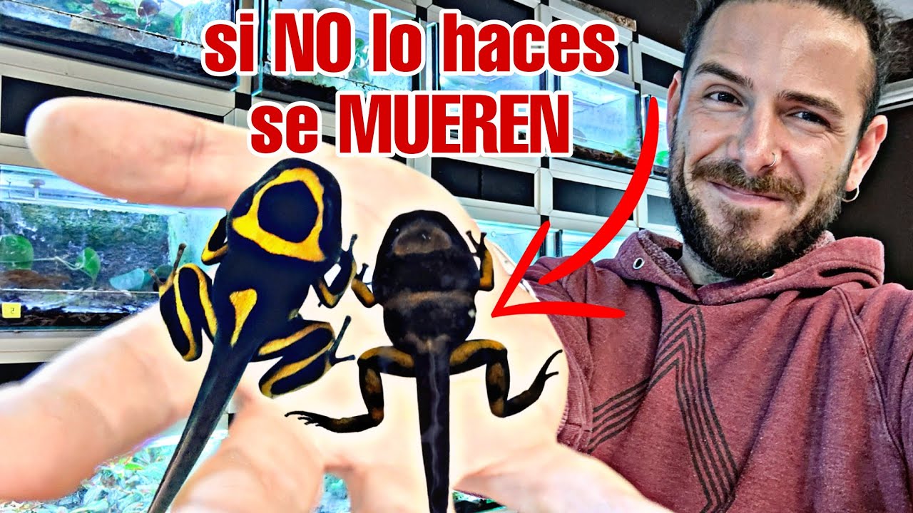 LA METAMORFOSIS -Como cuidar ranitas recien metamorfoseadas -Que hacer con los renacuajos con patas?