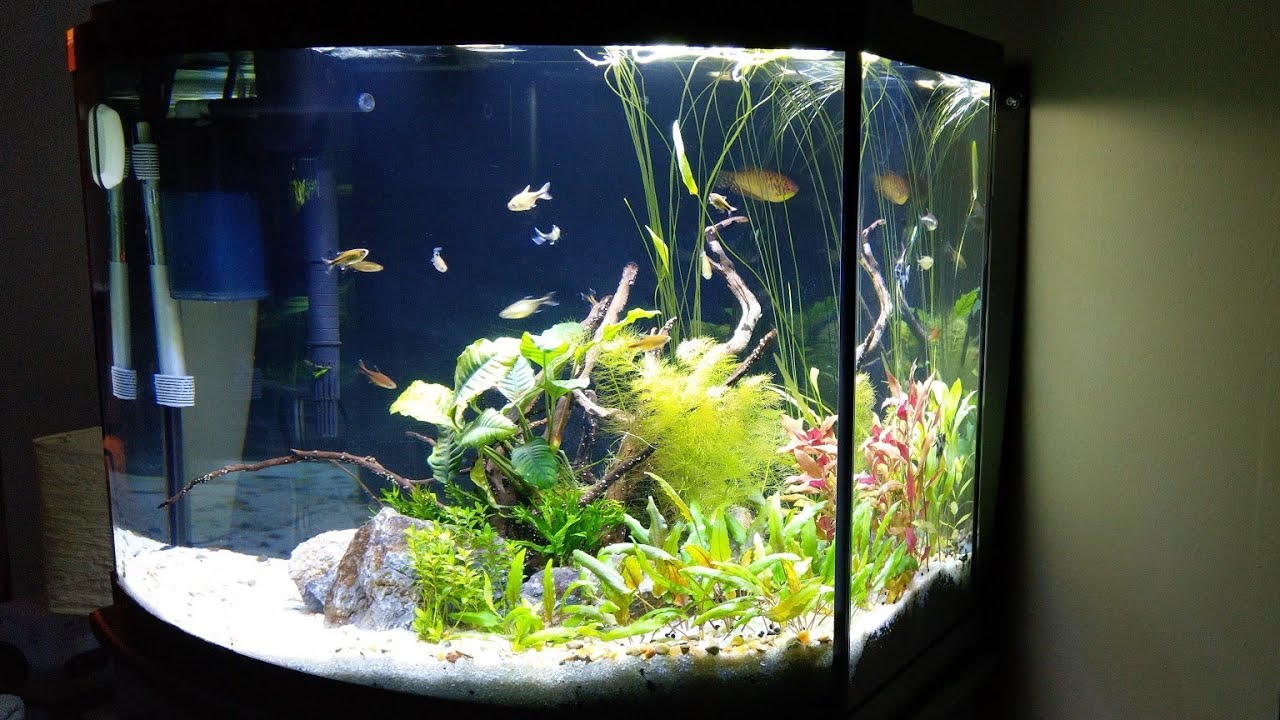New Aquarium Update!!! Aqueon 36 Gallon Bowfront Ensemble