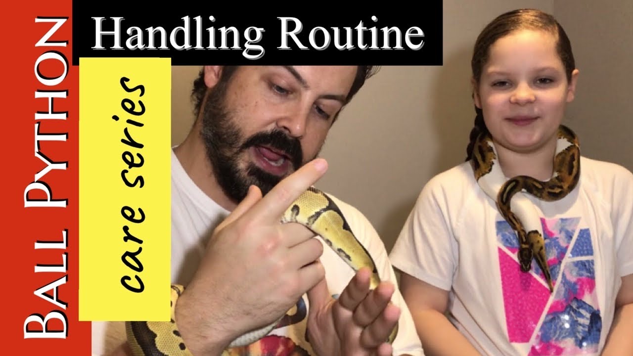 How to set up a Ball Python Handling Routine 2020!