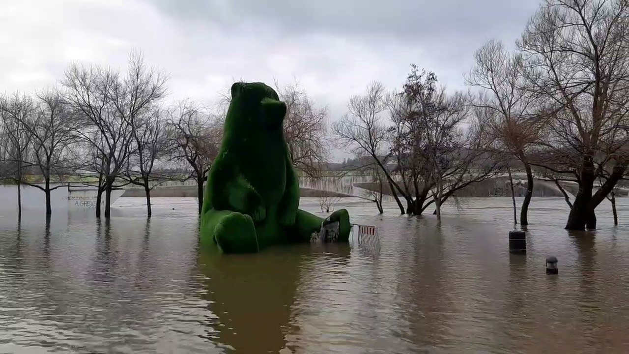 URSO DO PARQUE VERDE DO MONDEGO ACORDA COMPLETAMENTE ENSOPADO